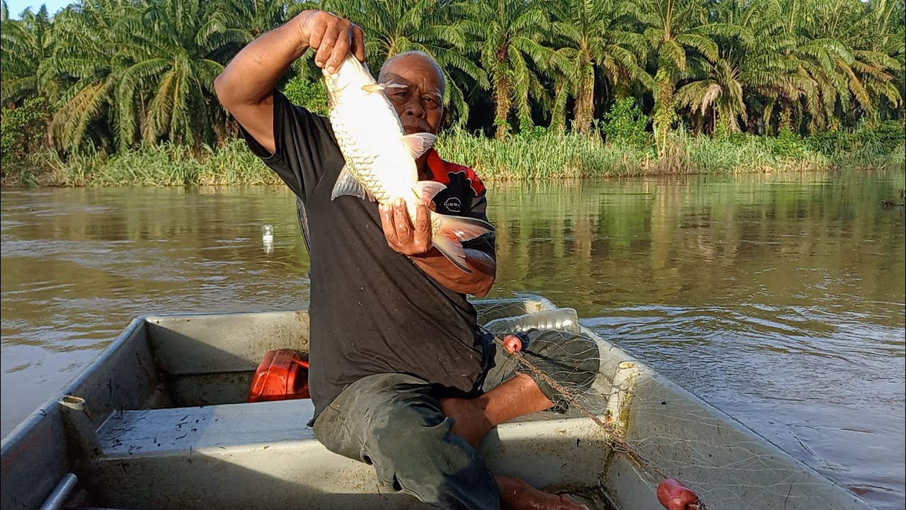 Sampai kena kejar baru nak lari.. SEBARAU saiz mega menginggah pukat#srift #slimriver 