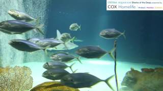 Sharks Swimming in our Sharks Waters Exhibit