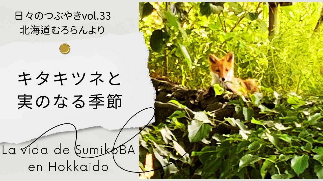 【北海道暮らし】実のなる季節|木で赤く熟れる果実|北キツネの子供| 野生の植物たち| 室蘭の夏| La vida de SumikoBA en ...