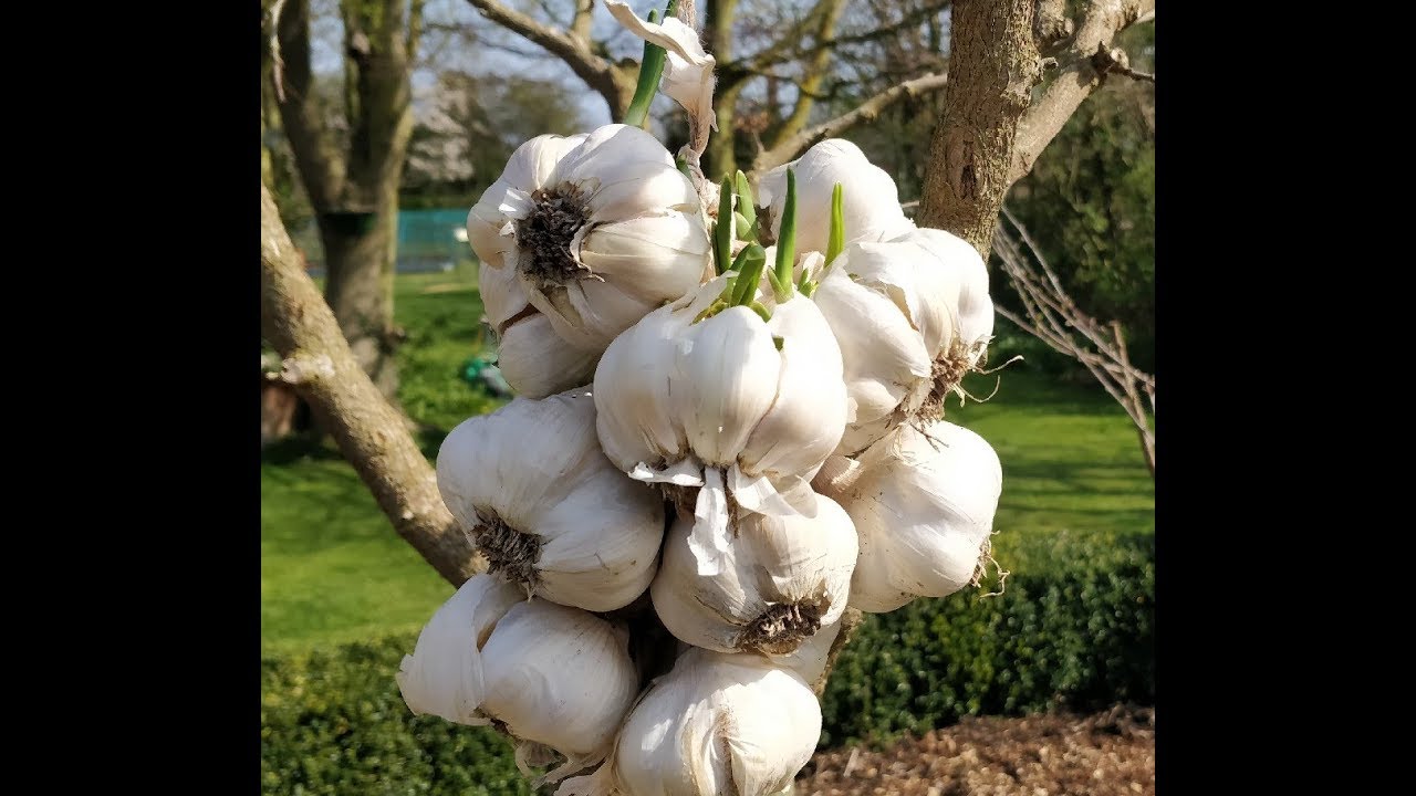 Лук и чеснок круглый год