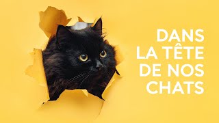 Chats et humains, des liens forts depuis des millénaires !  La science expliquée aux 812 ans