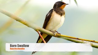 Beautiful Barn Swallow Hirundo Rustica Rauchschwalbe
