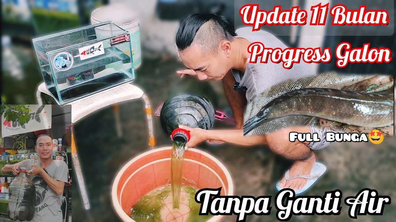 Update 11 Bulan Progress Channa Maru Di Galon‼️ Tanpa Ganti Air😱❓