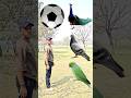 Rounding coconuts to Duck, Peacock, Pigeon &amp; Parrot - Birds names magic video#foryou#plzsupport