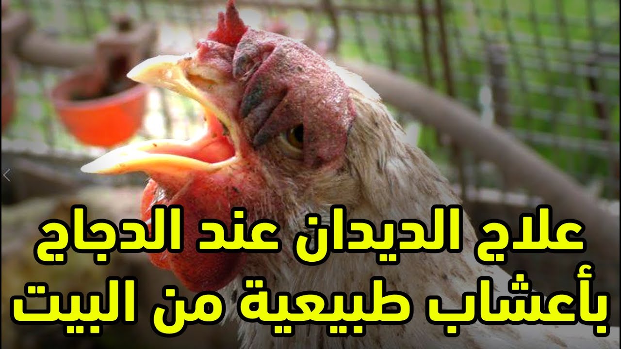 علاج الديدان عند الدجاج والطيور ببلاش أعشاب طبيعية هتعالج الديدان والامراض المعوية عن الدجاج نهائيا