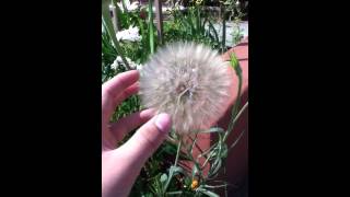 Huge wishing flower.