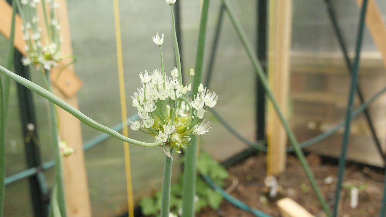Topset,walking,tree and egyptian onions - 14th June 2021