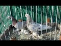 Бойные Голуби🕊 Приобретение новых голубей #бойныеголуби #pigeon #wardoves #georgia #moscow