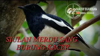 Download lagu SUARA MERDU BURUNG KACER/MURAI TANAH, SIULAN TERBAIK 2020