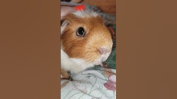 Thumbnail of Piggie ❤️ #guineapig #shorts