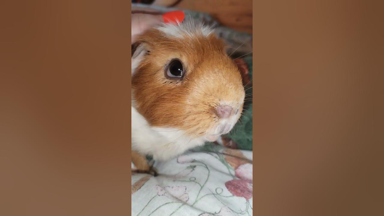 Piggie ❤️ #guineapig #shorts