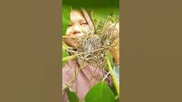 Hullahhh😲 Sarang burung dipohon kecil🧐 #shorts