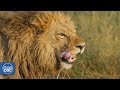 Ngorongoro Wildlife. Tanzania - Full Documentary