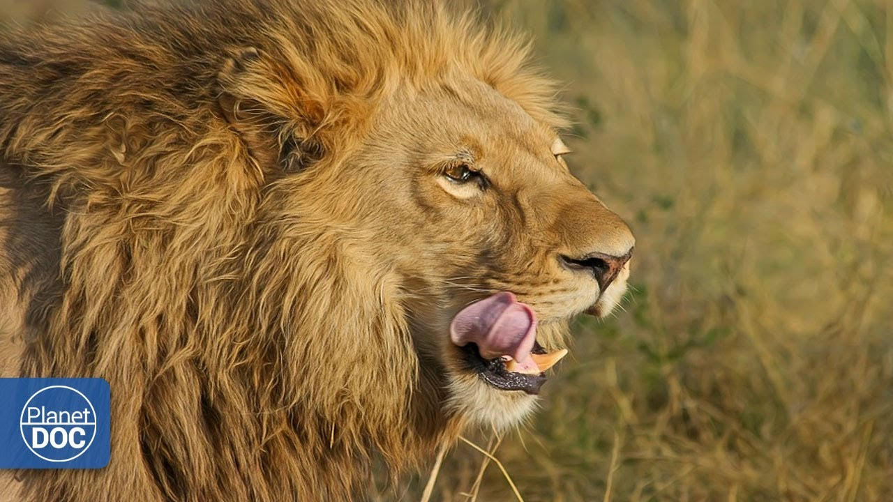 Documentary backdrop image for Ngorongoro Wildlife. Tanzania (2018)