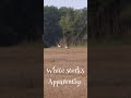 Rare white storks!