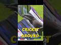 Cricket ground   monitor lizard      maharashtra  troll     cricket