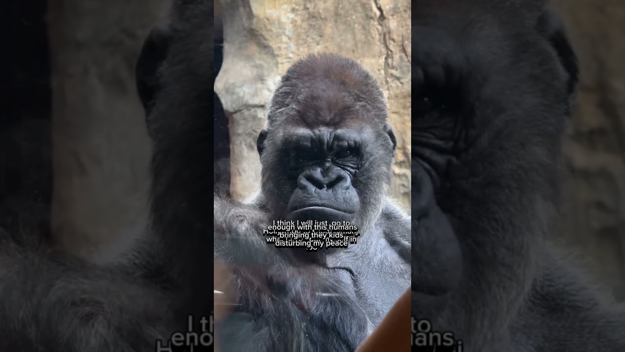 #fpyシviral #funny #animals #funnyanimalsvideos