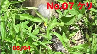 No.07 ケリ 野鳥 孵化しました。 2022 5/4
