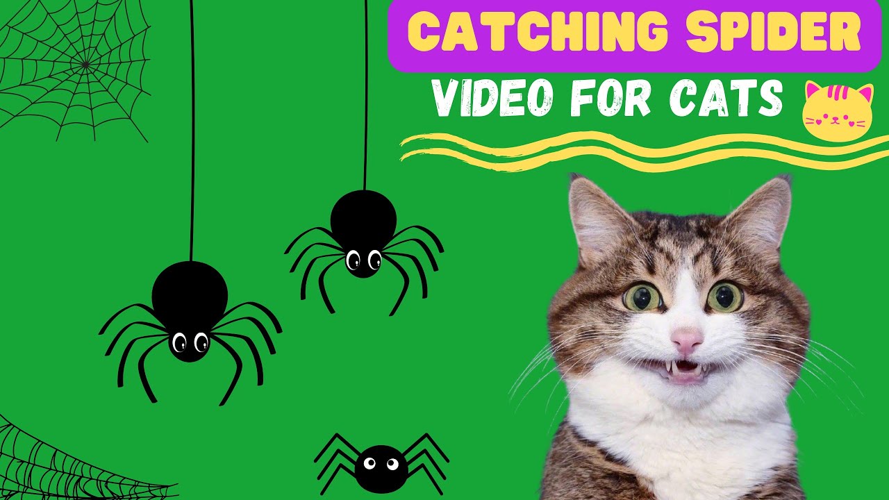 Cat Games- Catching Spider| Video For Cats| Hanging Spider On Screen ...