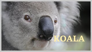 Wild Koala Sounds In The Australian Bush. Koala Makes Growling Sound And Call.