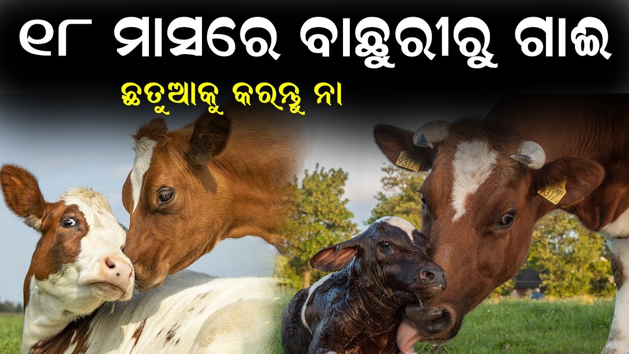 ୧୮ ମାସରେ ବାଛୁରୀରୁ ଗାଈ || How to make a cow for 18 months calf. @EfarmingOdisha
