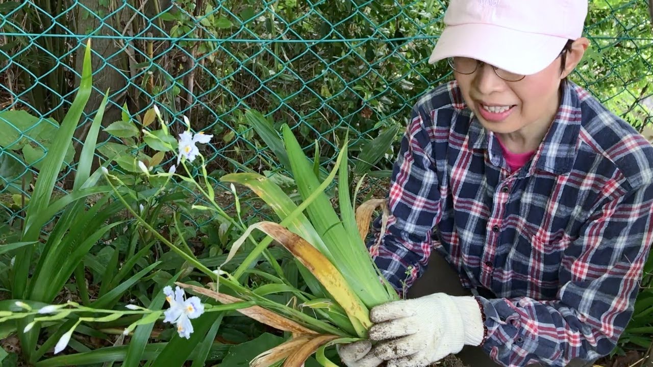 通路にはみ出たシャガの植え替え Youtube