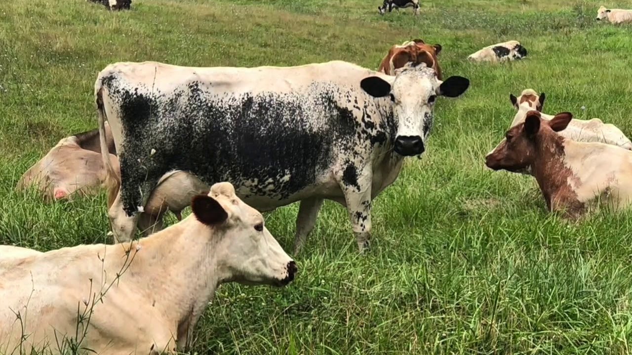 Spring Brook Spotlight Baily's Dairy YouTube