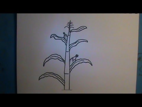 How to Draw a Cornstalk - YouTube