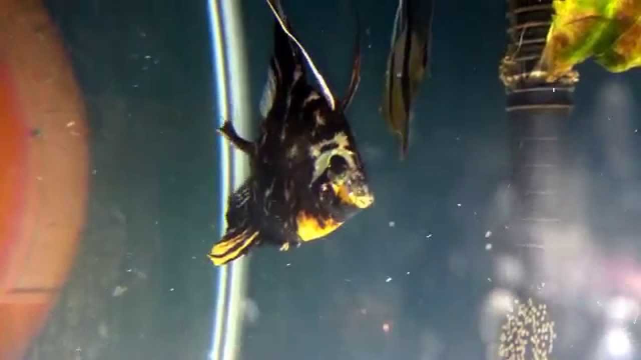 eggs florentine Angel fish breeding/laying eggs