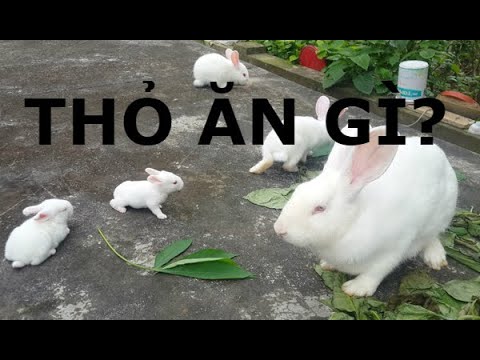 Video: Thỏ ăn Gì?