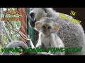 Bipedal #babymonkey Barney, #orphanbaby monkey Dobby left behind, introductions -  season3 Ep18