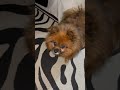 This Pomeranian is TOO cute 🩷 #PomeranianLife #CuteDogs #Shorts