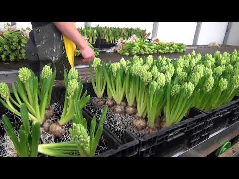 Video: Hyacinten Broeien, Groep Hyacinten