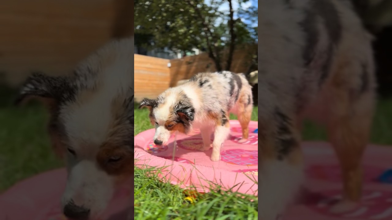 New splash pad for dogs 