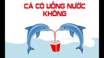 Cá nước ngọt - nước mặn có uống nước không ? Nếu có thì uống như thế nào ? Mr thông não
