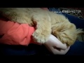 Funny cats.