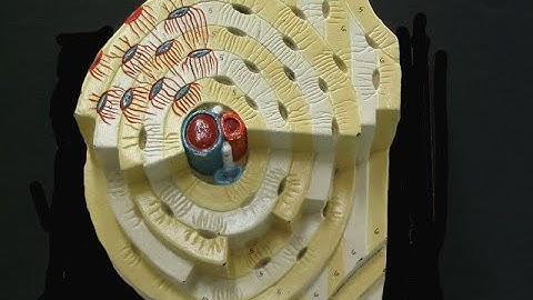 Lab 1.6 - Structures of Compact Bone (Model)