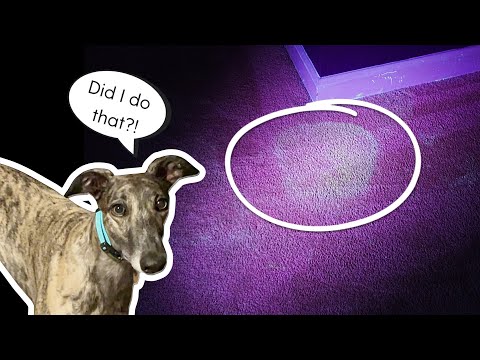 Using a UV Light to Find & Clean Dog Urine