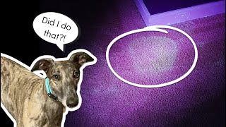 Using a UV Light to Find & Clean Dog Urine