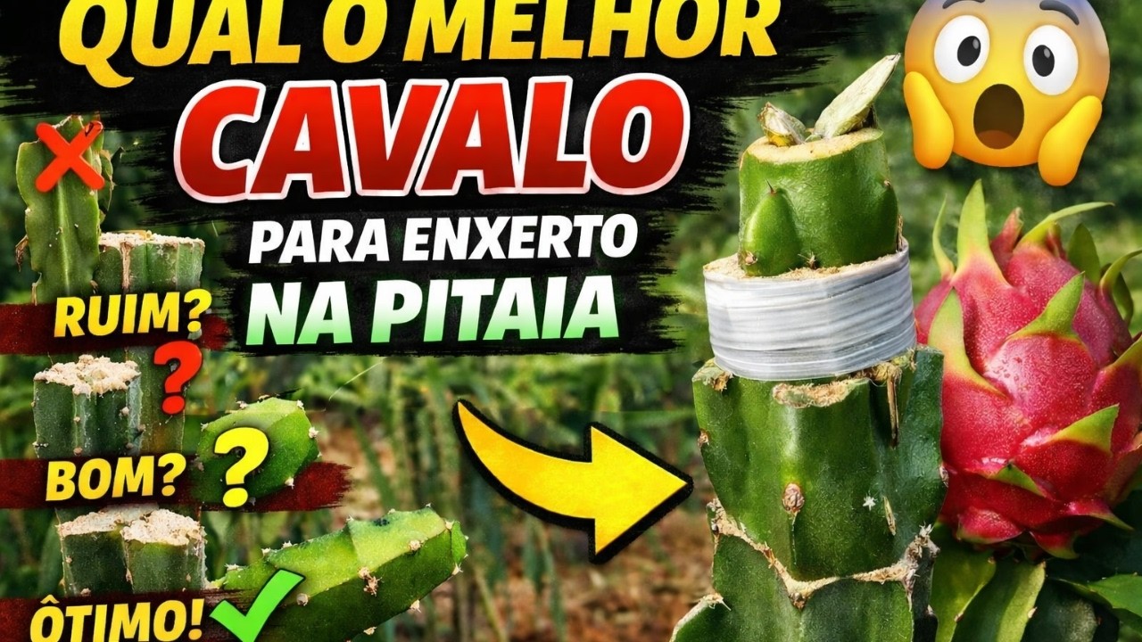 Qual o melhor cavalo para fazer enxerto na pitaya
