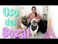 Enséñale a tu perro a usar un Bozal