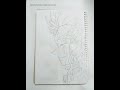 ✨ Rengoku Fan Art | Powerful Flame Hashira Drawing🔥 #drawing #anime #demonslayer #shorts #rengoku