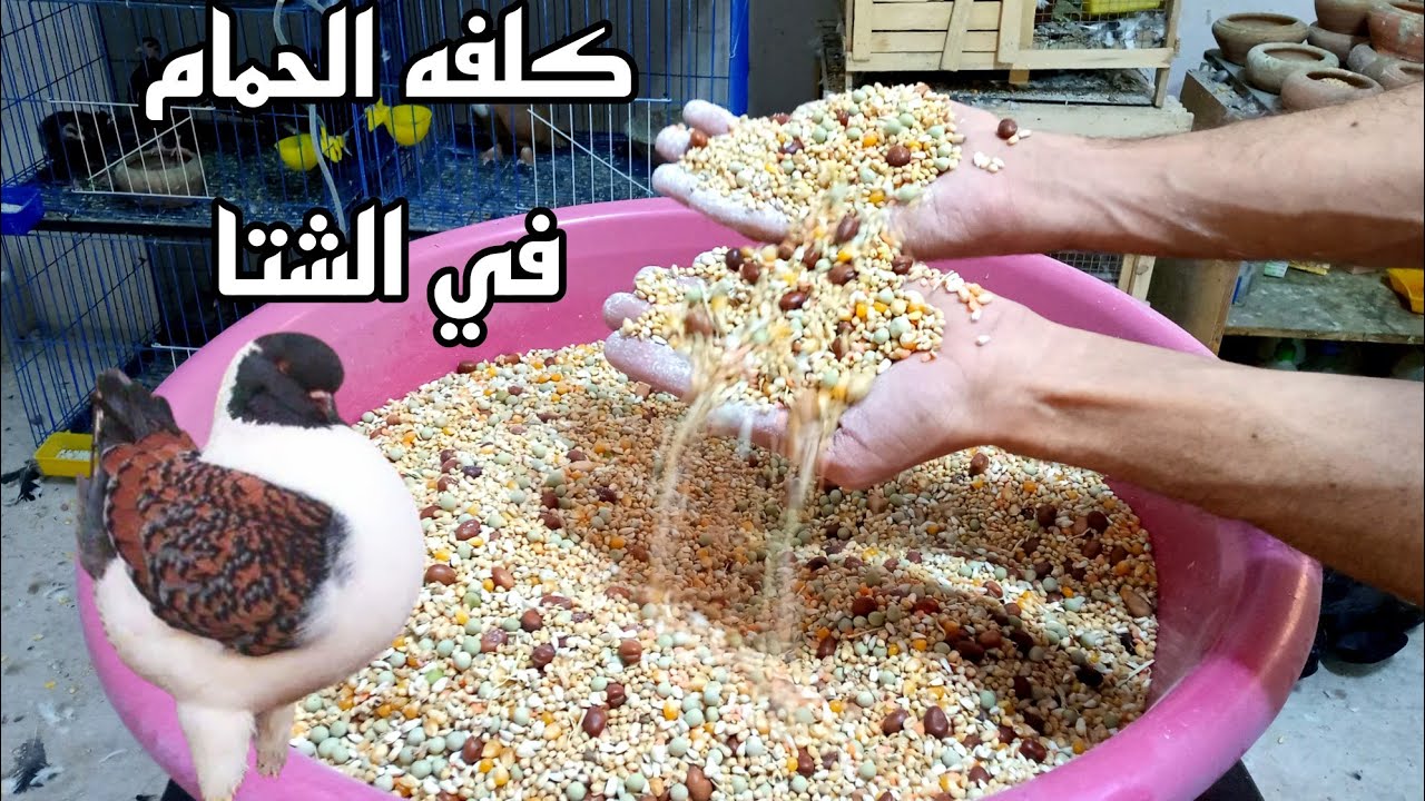 مكونات كلفه الحمام في الشتا بالمقادير والنسب المظبوطه اعملها ووفر فلوسك