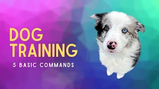 How to Teach 5 Basic Commands EVERY Dog Should Know (QUICK!)