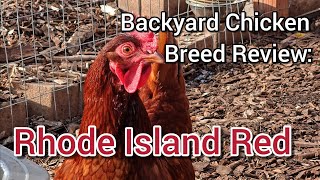 Backyard Chicken Breed Review: Rhode Island Red