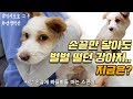 [견생역전 감동스토리] 벌벌떨던 유기견이 가족을 잘만났더니.. (강아지 임시보호, 입양전후변화)