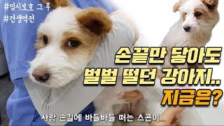 [견생역전 감동스토리] 벌벌떨던 유기견이 가족을 잘만났더니.. (강아지 임시보호, 입양전후변화)