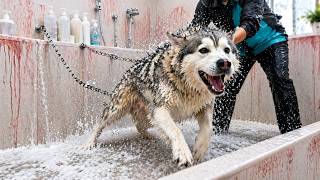 ХАСКИ РОККИ СБЕЖАЛ С ГРУМИНГА! Собаки в Истерике!