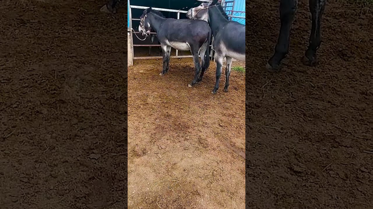 Donkeys Live Among And Horses 69