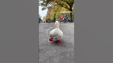 Impossible pause game ( Running Duck )